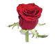 گل رز هلندی پرستیژ